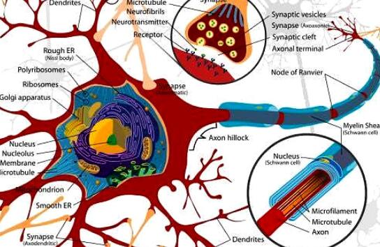 什么是R-N脑神经修复再生疗法 DNR脑神经修复介入疗法怎么样-第2张图片-立亚科技